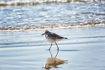 Lonely Sandpiper