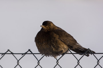 Amsel auf Maschendraht