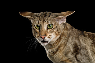 Closeup funny Portrait of Green Eyed Oriental Cat With Big Ears with Curious face on Black Isolated Background
