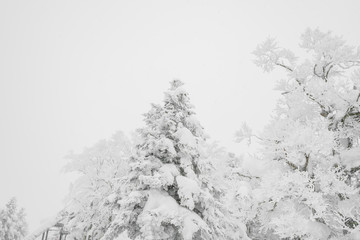 Tree covered with snow  on winter storm day in  forest mountains .