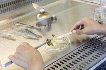 Plant being dissected in lab laboratory of plant tissue culture.