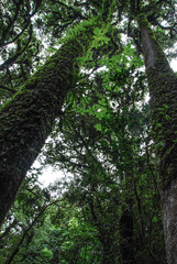 Fototapeta premium The photo of the trees is a view from below.