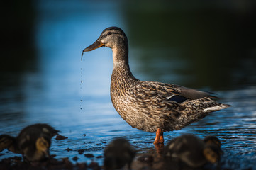 Duck family with duck chicks in Vyborg, Russia