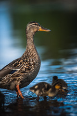 Duck family with duck chicks in Vyborg, Russia