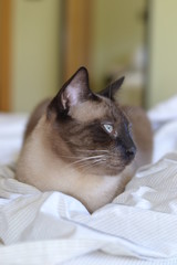 Cute siamese cat lying in the bed