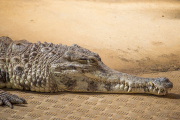 Crocodiles in a zoo - phototgraphy in a zoo