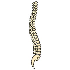 Spine