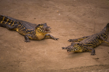 Crocodiles in a zoo - phototgraphy in a zoo