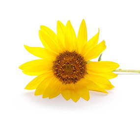 Sunflower isolated on white background