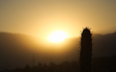 Cactus atardecer