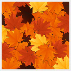 Naklejka na ściany i meble Colorful autumn leaves background , vector , illustration 