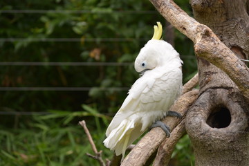 鳥