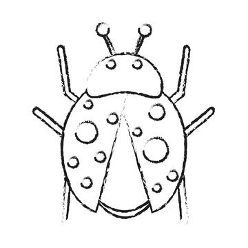 ladybug insect icon image