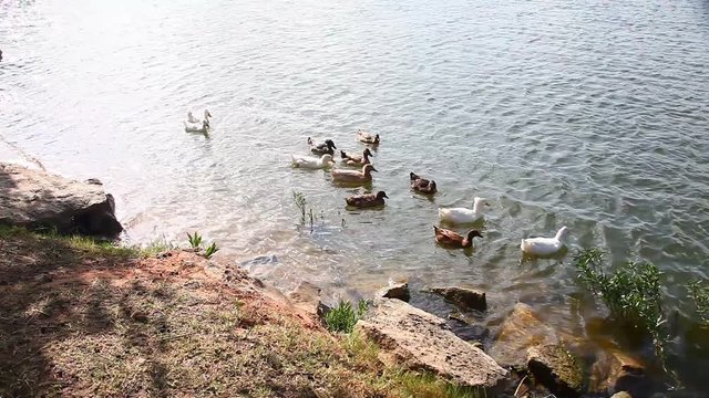 Ducks in park on Lake Jacksboro.
