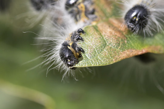 buff-tip caterpillar