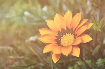 Retro style and vintage effect of Gazania flower, common name is Treasure flower, Botanical name is Gazania linearis.