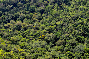 Mata Atlântica