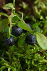 Fresh blueberries in the forest against the background of moss.
