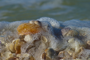 waves rolling over shells on the beach