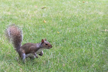 A squirrel in the park.
