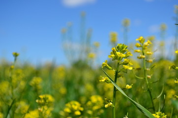 Closeup of Yellow canola flowers in Spring 