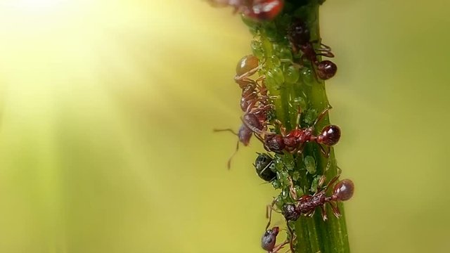 Red pernickety Ants running around the stem and farm milking aphids. Insects and their family are complex social groups with division of labor and developed systems of communication. 