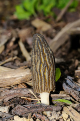 Spitzmorchel, Morchella conica