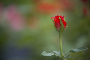 Obraz premium flower plant on blurred background