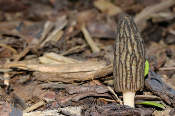 Spitzmorchel, Morchella conica