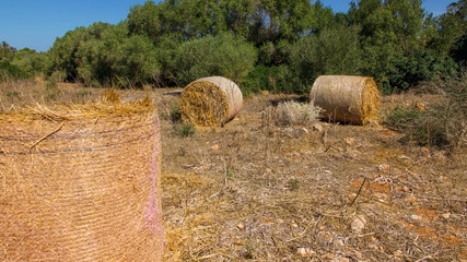 Rolls of golden hay in a barren field