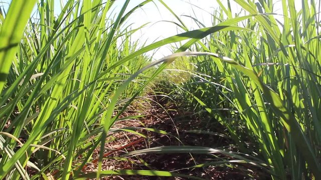 sugar cane plantation industry