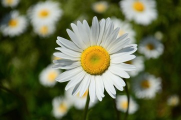 Fototapeta premium Single White Daisy in a field of wild daisies