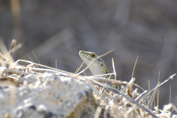 Rettili di Sardegna