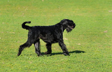  Dog Giant Schnauzer