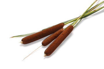 Reeds, bulrush isolated on white background