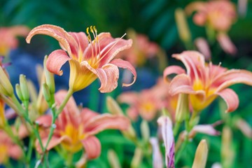 Beautiful pink lily with green grass