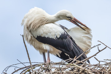 storch bei körperpflege