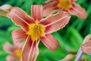 Beautiful pink lily with green grass