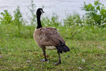 Beautiful Canada Goose on the green grass