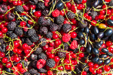 Fresh berries of blackberries, raspberries, red currant and blackcurrant for background