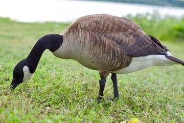 Beautiful Canada Goose on the green grass
