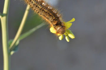 caterpillar