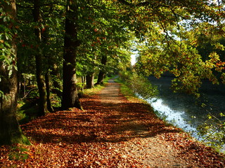 Waldweg neben Teich