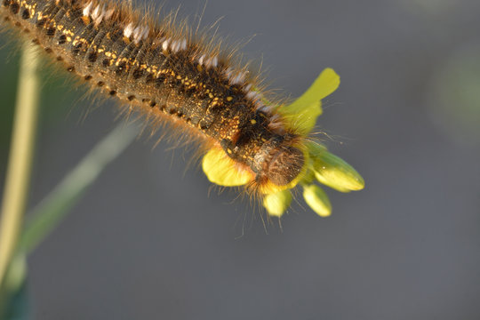 caterpillar