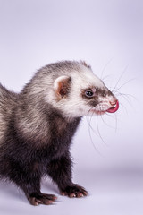 Fototapeta na wymiar Portrait of sable ferret