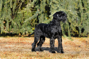  Dog Giant Schnauzer