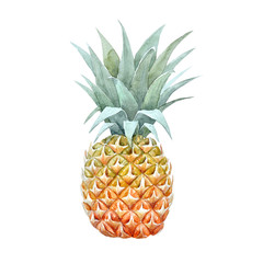 Watercolor pineapple fruit
