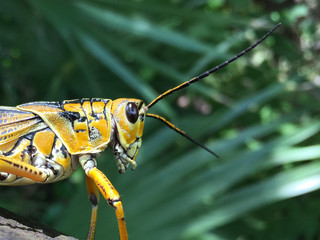 Grasshopper closeup