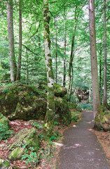 Fototapeta premium road in the forest