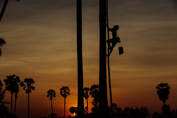 People in coconut plantation are working on coconut tree at sunset.